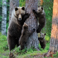 Niedźwiedzia rodzina
