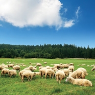 Owce pasące się na łące