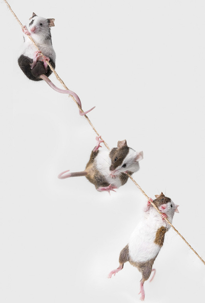 Trzy myszki