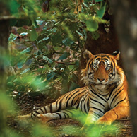 Tygrys bengalski