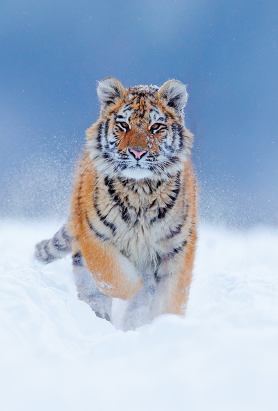 Tygrys w śniegu