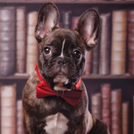 Buldog w bibliotece