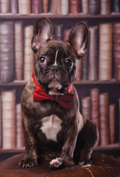 Buldog w bibliotece