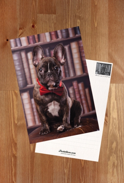 Buldog w bibliotece