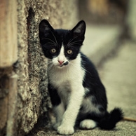 Czarno-biały kotek