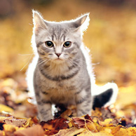 Jesienny kociak