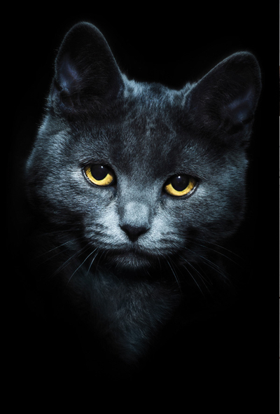 Koci portret