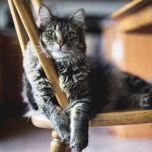 Kot leżący na krześle