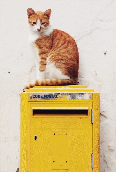 Kot & skrzynka pocztowa