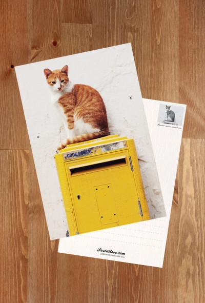 Kot & skrzynka pocztowa