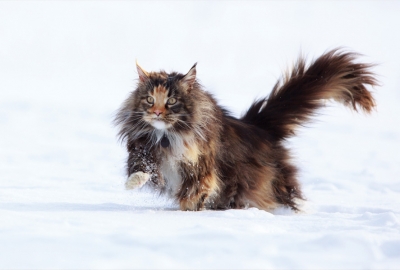 Kot w śniegu 