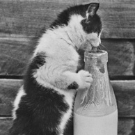 Kotek z butelką mleka