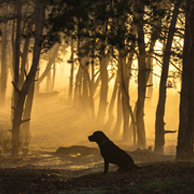 Pies siedzący w lesie