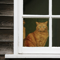 Rudy kotek w oknie