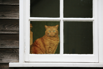 Rudy kotek w oknie