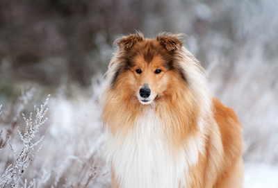 Zimowy Collie