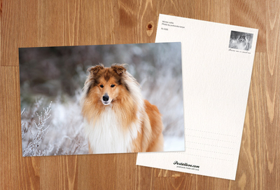 Zimowy Collie