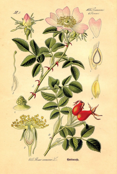Rycina botaniczna - dzika róża