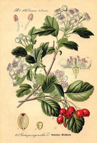 Rycina botaniczna - głóg