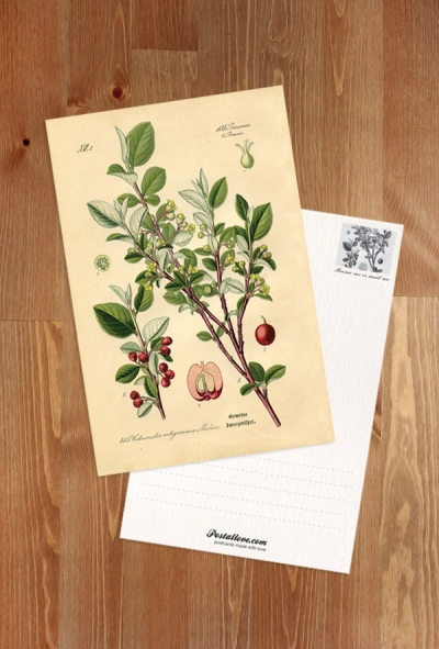 Rycina botaniczna - irga