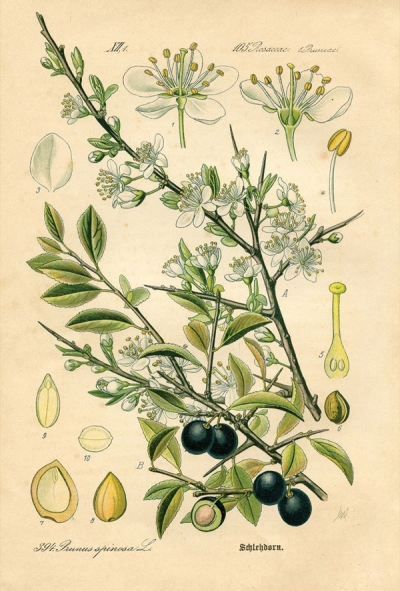 Rycina botaniczna - tarnina