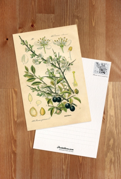 Rycina botaniczna - tarnina