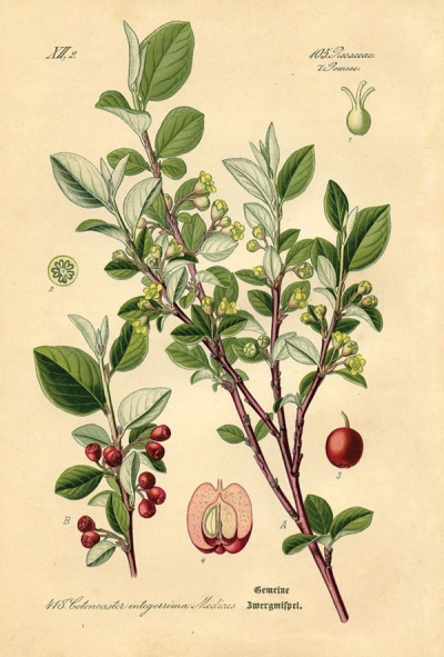 Rycina botaniczna - irga