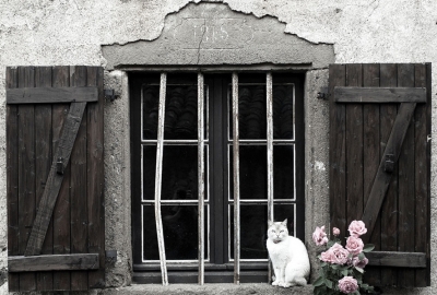 Biały kot & róże