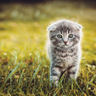 Kotek w trawie