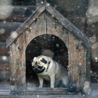 Mops