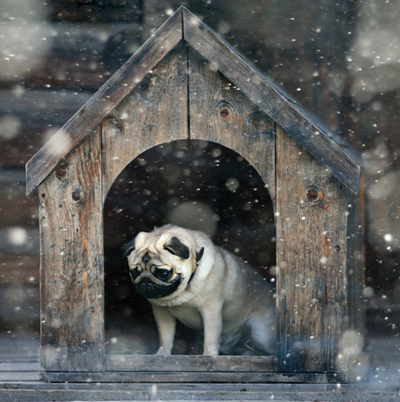 Mops