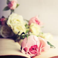 Róże i stara ksiażka
