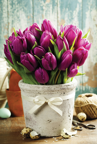 Wiosenne tulipany