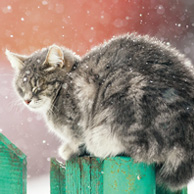 Zimowy kotek na zielonym płocie