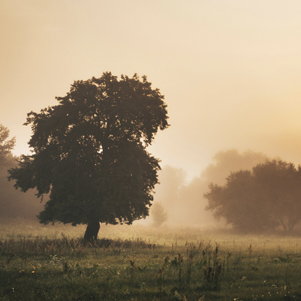 Poland - Love to be here... - Podlasie jesienią - samotne drzewo