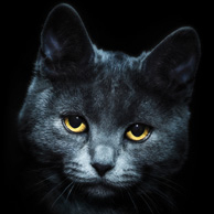 Koci portret