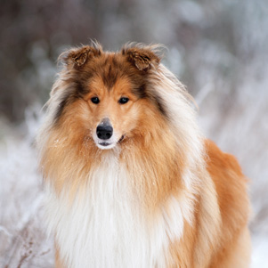 Zimowy Collie
