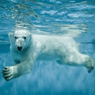 Niedźwiedź polarny