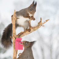 Wiewiórki i skrzynka pocztowa