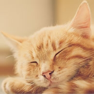 Śpiące rude kocię