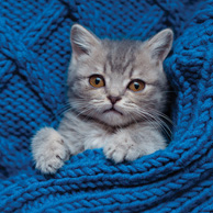Szary kotek na niebieskim kocyku