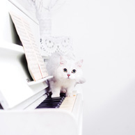 Biały kot na pianinie